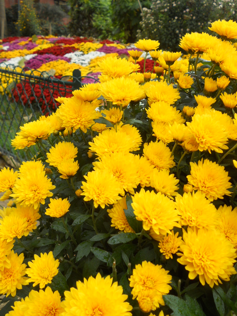 e0300042_8161551.jpg