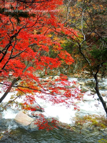 夏井川渓谷の紅葉状況　［平成27年11月15日（日）更新］_f0105342_11462966.jpg