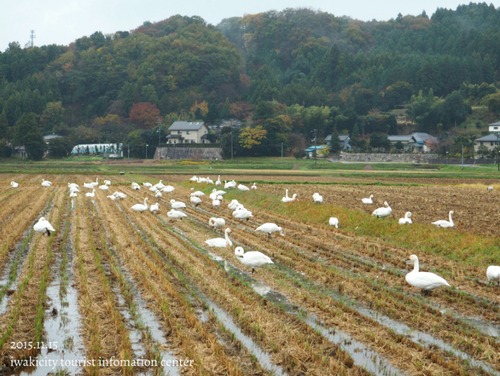 夏井川渓谷の紅葉状況　［平成27年11月15日（日）更新］_f0105342_11562312.jpg