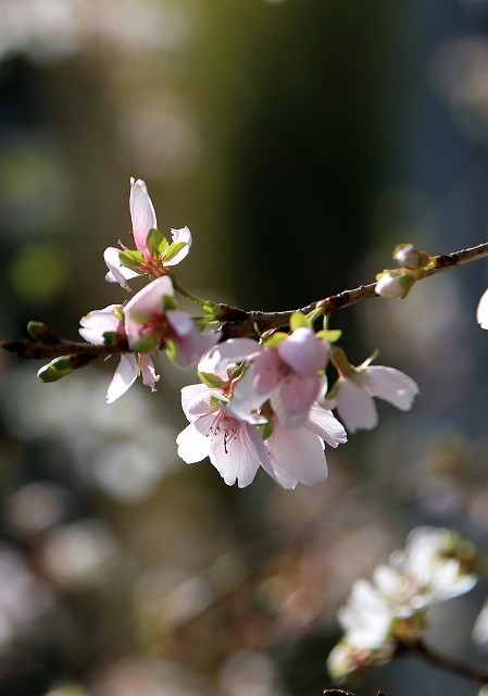 四季桜_f0288049_6585558.jpg