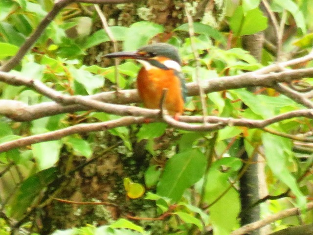 野鳥トレ 30 明石公園_b0227552_19123381.jpg