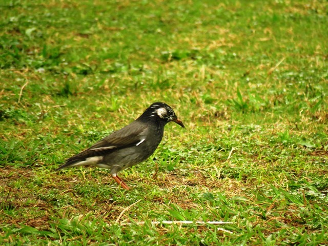 野鳥トレ 30 明石公園_b0227552_19130408.jpg