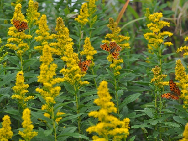 c0045352_1845339.jpg