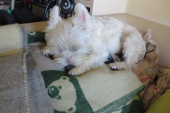 Sleeping Amie 。_b0107163_19571739.jpg