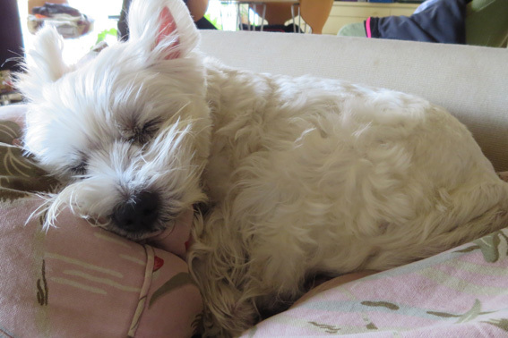 Sleeping Amie 。_b0107163_19572578.jpg