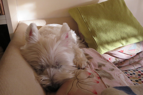 Sleeping Amie 。_b0107163_19573366.jpg