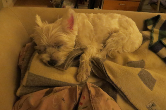 Sleeping Amie 。_b0107163_19574362.jpg