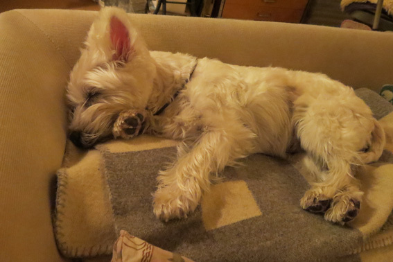 Sleeping Amie 。_b0107163_19575138.jpg