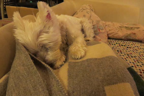 Sleeping Amie 。_b0107163_19575801.jpg