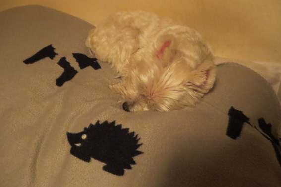 Sleeping Amie 。_b0107163_19581021.jpg