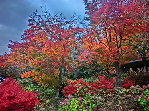 河口湖畔の紅葉_c0006772_20493462.jpg