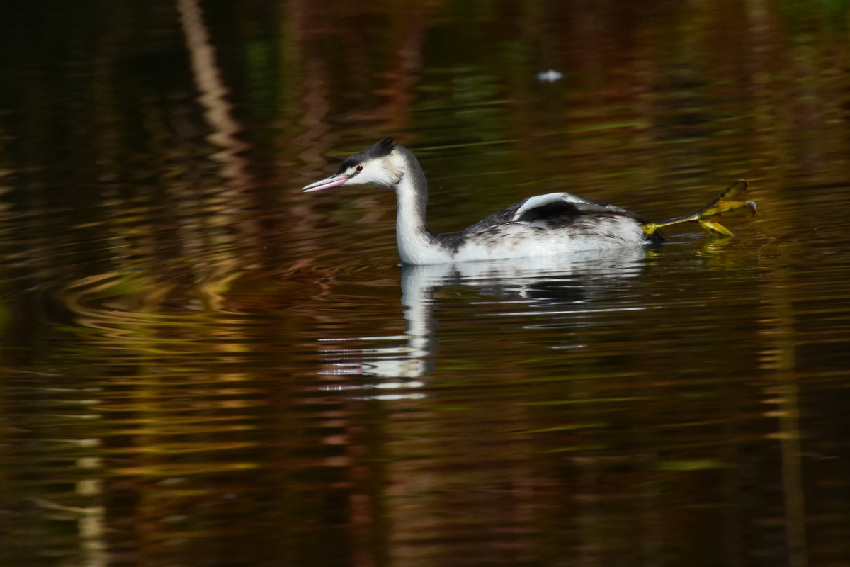 カンムリカイツブリ_f0053272_20371791.jpg