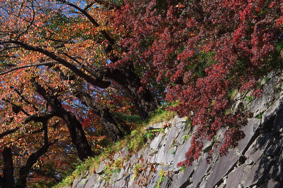 盛岡城跡公園の紅葉_e0282173_19320688.jpg