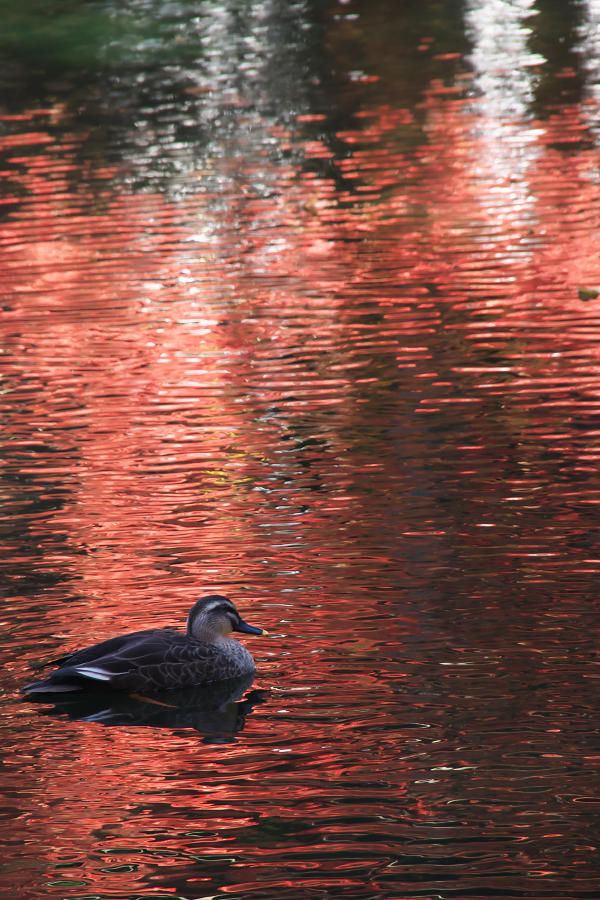 盛岡城跡公園の紅葉_e0282173_19323392.jpg