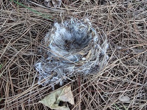 e0060485_95920.jpg