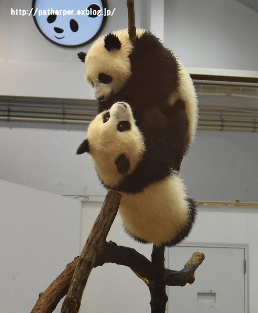 2015年10月 白浜パンダ見隊 その1 桜浜＆桃浜 305日齢
