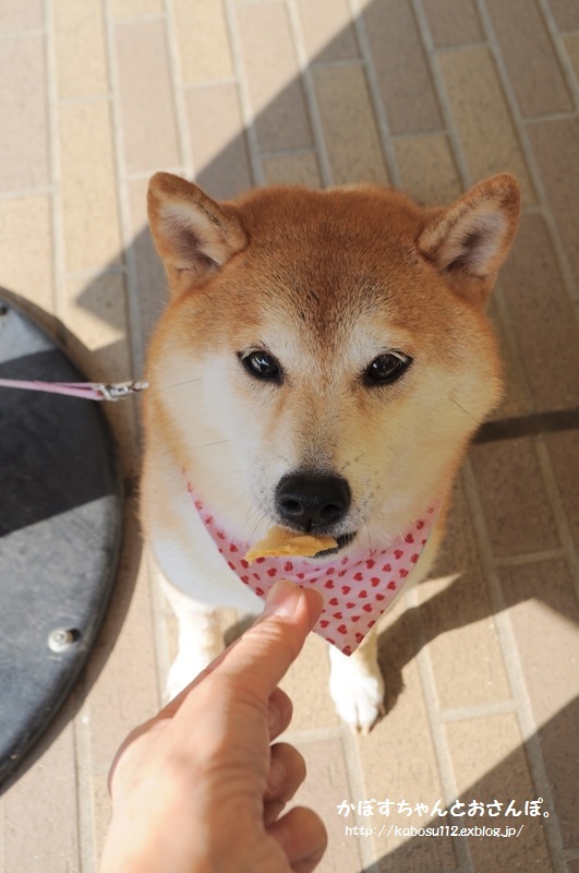 生き物にサンキュー撮影裏話２_a0126590_11452438.jpg