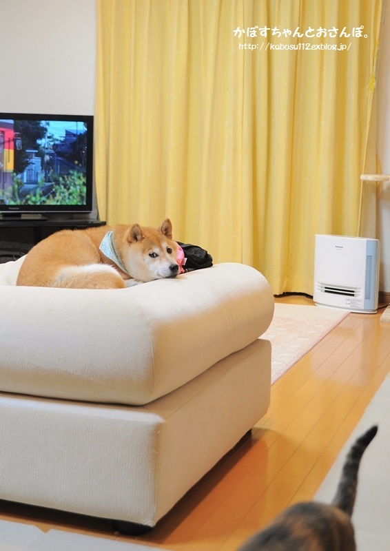 かぼちゃんの匂い_a0126590_23151577.jpg