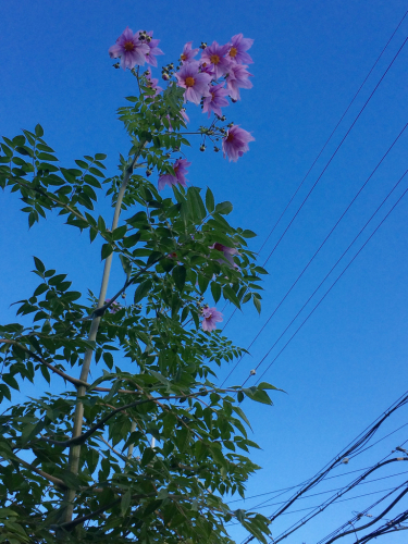 e0111793_20121655.jpg