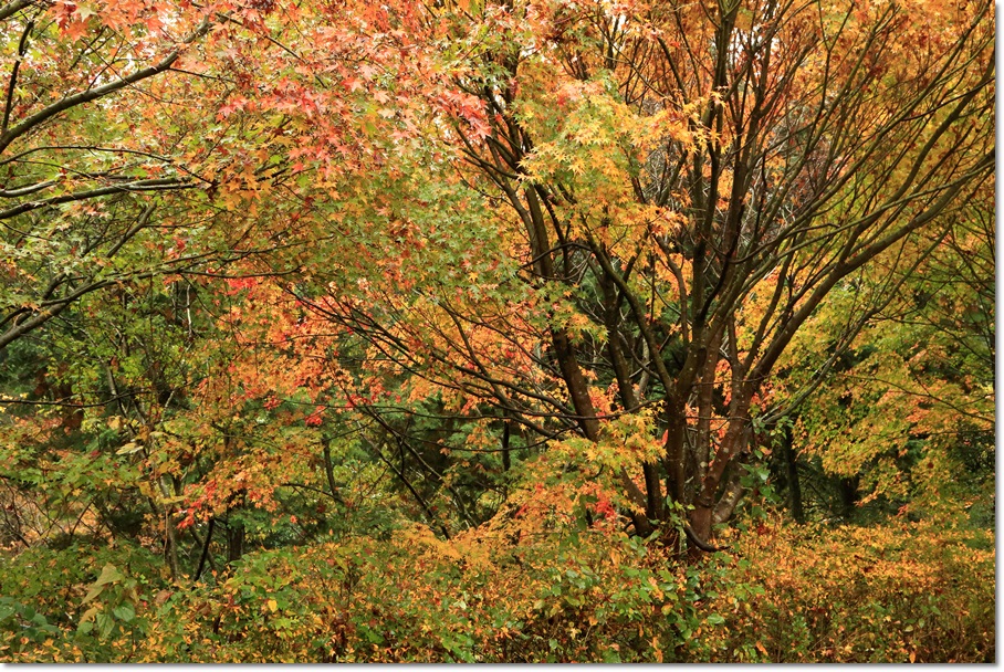 雨に濡れた紅葉_a0057905_19113877.jpg