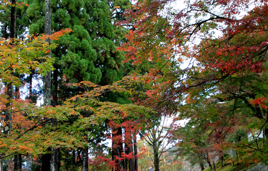 紅葉だより16 曼殊院_e0048413_1916179.jpg