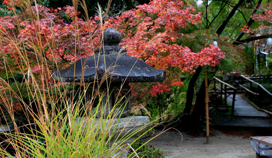 紅葉だより16 曼殊院_e0048413_1916263.jpg