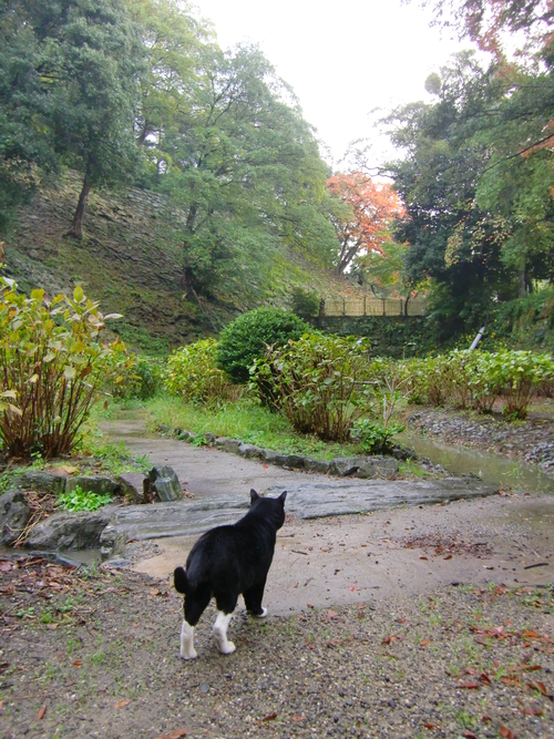 和歌山城 紅葉渓庭園（和歌山県和歌山市）_c0219820_23374657.jpg