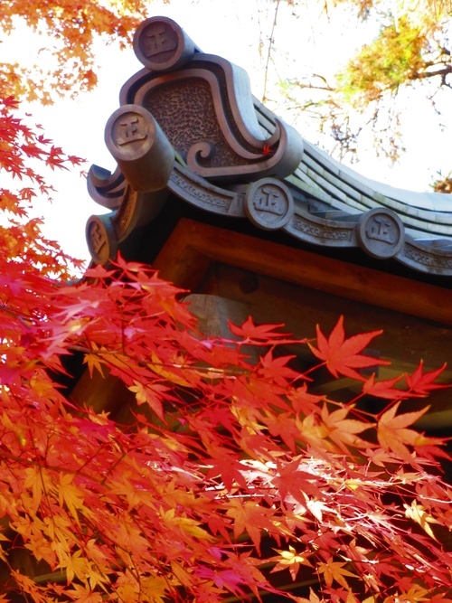 お寺の紅葉_a0248728_20361110.jpg