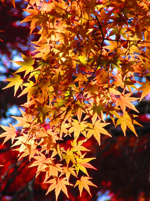 お寺の紅葉_a0248728_20462877.jpg