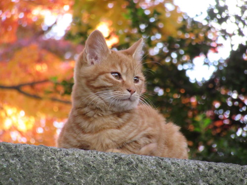 お寺の紅葉_a0248728_2112866.jpg