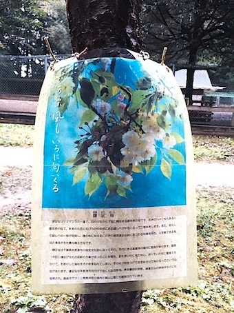 【超激レア】斎藤一人さん 鹿島 ・香取神宮 旗揚げ記念パーティー 東国三社 ① 鹿島神宮、藤原鎌足の桜 : 追跡アマミキヨ