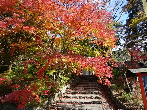 出雲大神宮の紅葉_b0299042_13155231.jpg