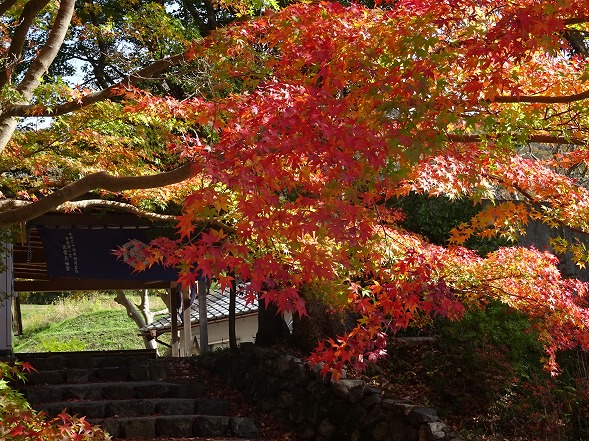 出雲大神宮の紅葉_b0299042_1316255.jpg