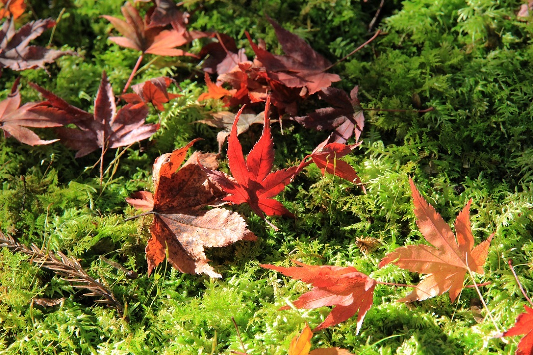 散る美学 ~永観堂の紅葉~_a0107574_17040868.jpg