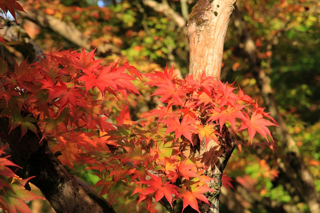 散る美学 ~永観堂の紅葉~_a0107574_17041861.jpg