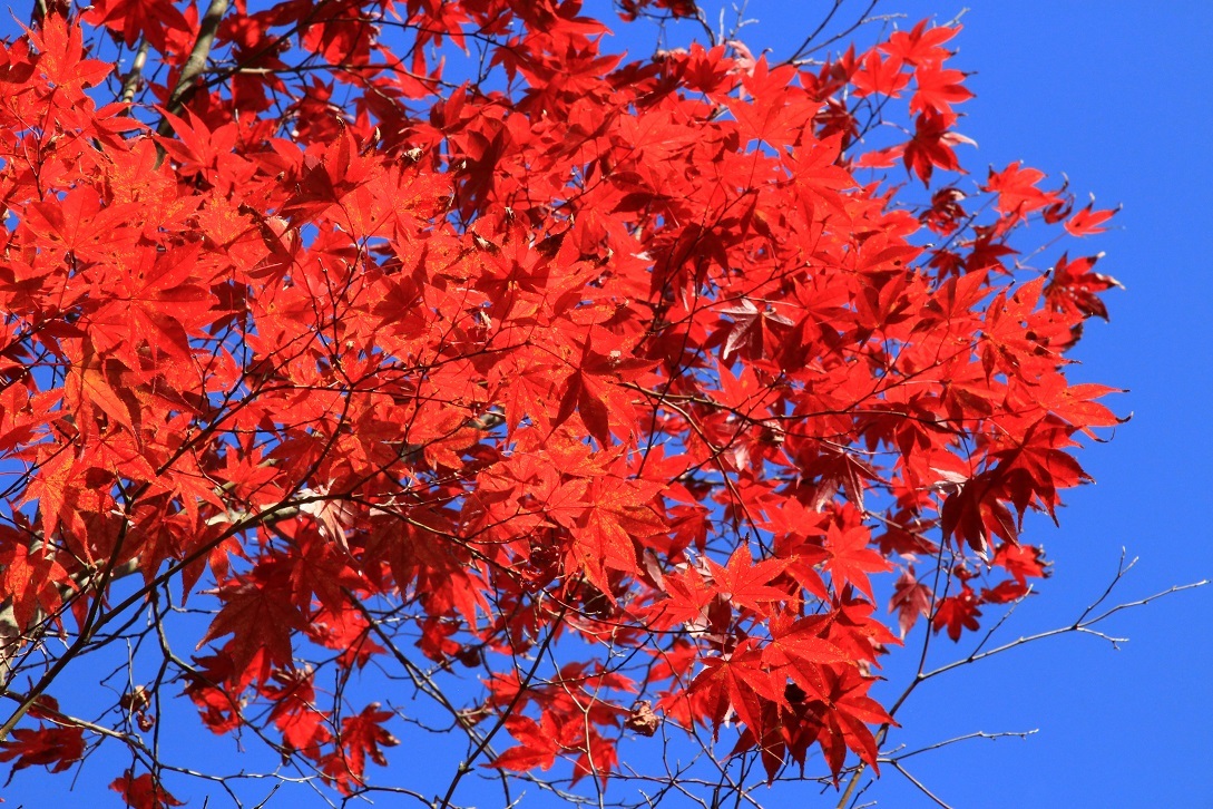 散る美学 ~永観堂の紅葉~_a0107574_17043183.jpg