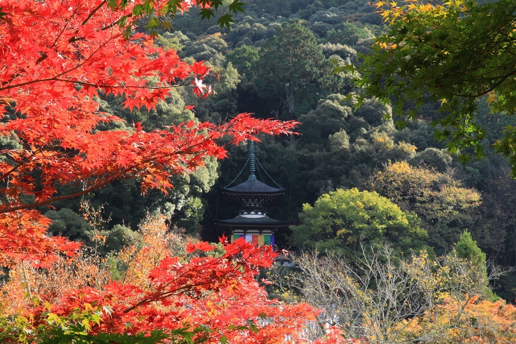 散る美学 ~永観堂の紅葉~_a0107574_17044930.jpg