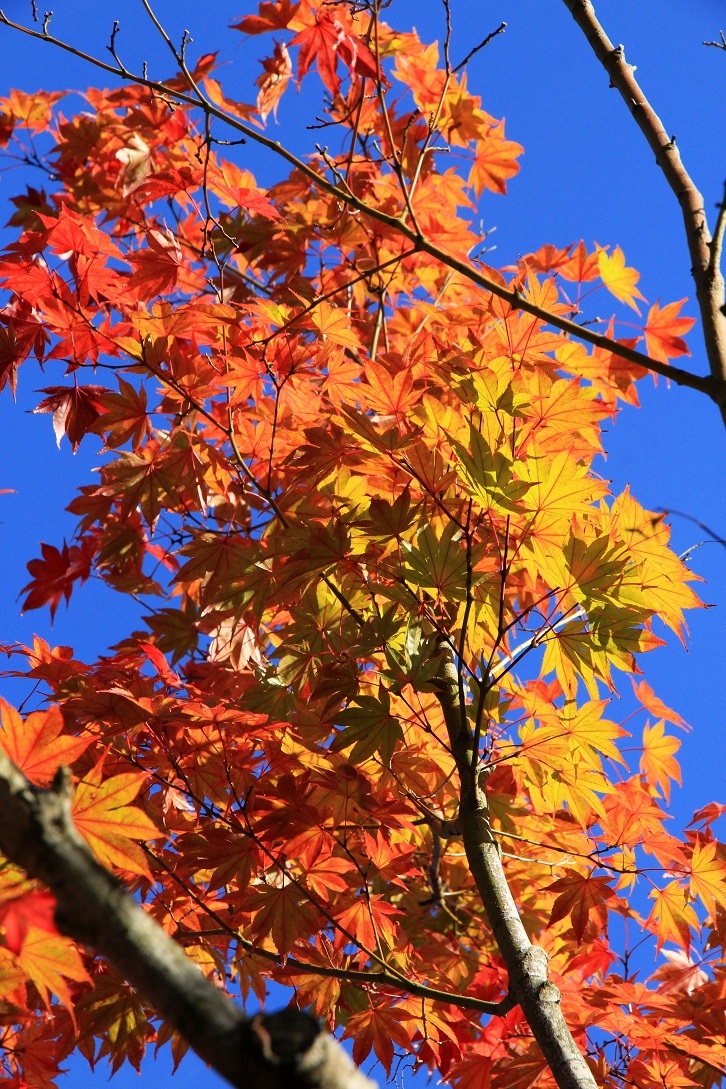 散る美学 ~永観堂の紅葉~_a0107574_17050076.jpg