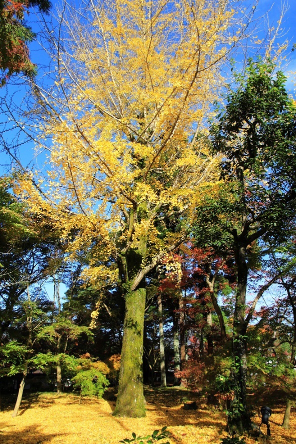 散る美学 ~永観堂の紅葉~_a0107574_17052211.jpg
