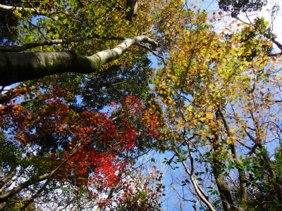 初冬の九千部山（福岡県那珂川町）_d0182075_412823.jpg