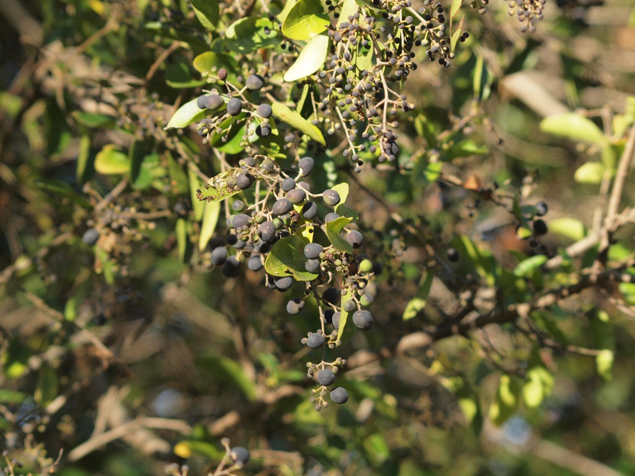 d0054276_2111238.jpg