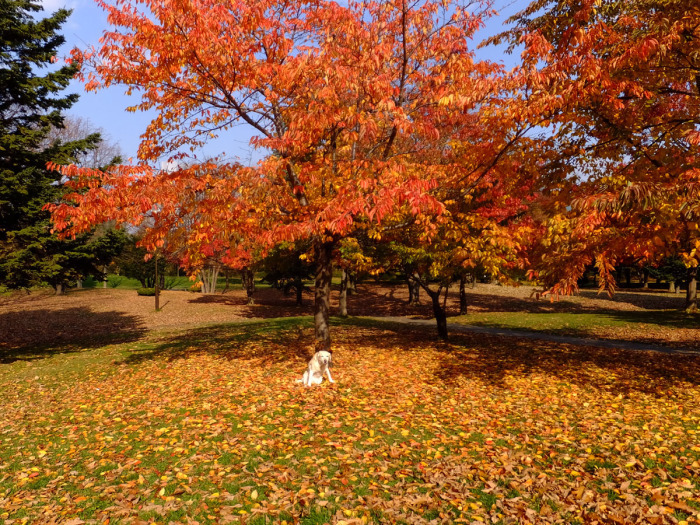 中島公園の紅葉 落ち葉がきれい 風のたより 中島公園の紅葉 落ち葉がきれい 風のたより