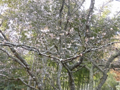 一畑結縁の道 灯りめぐり & 鰐淵寺紅葉まつり_b0231886_15471967.jpg