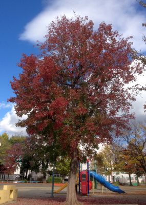 街中の紅葉もきれいに色づいてきました（11月15日）_d0021786_5355388.jpg