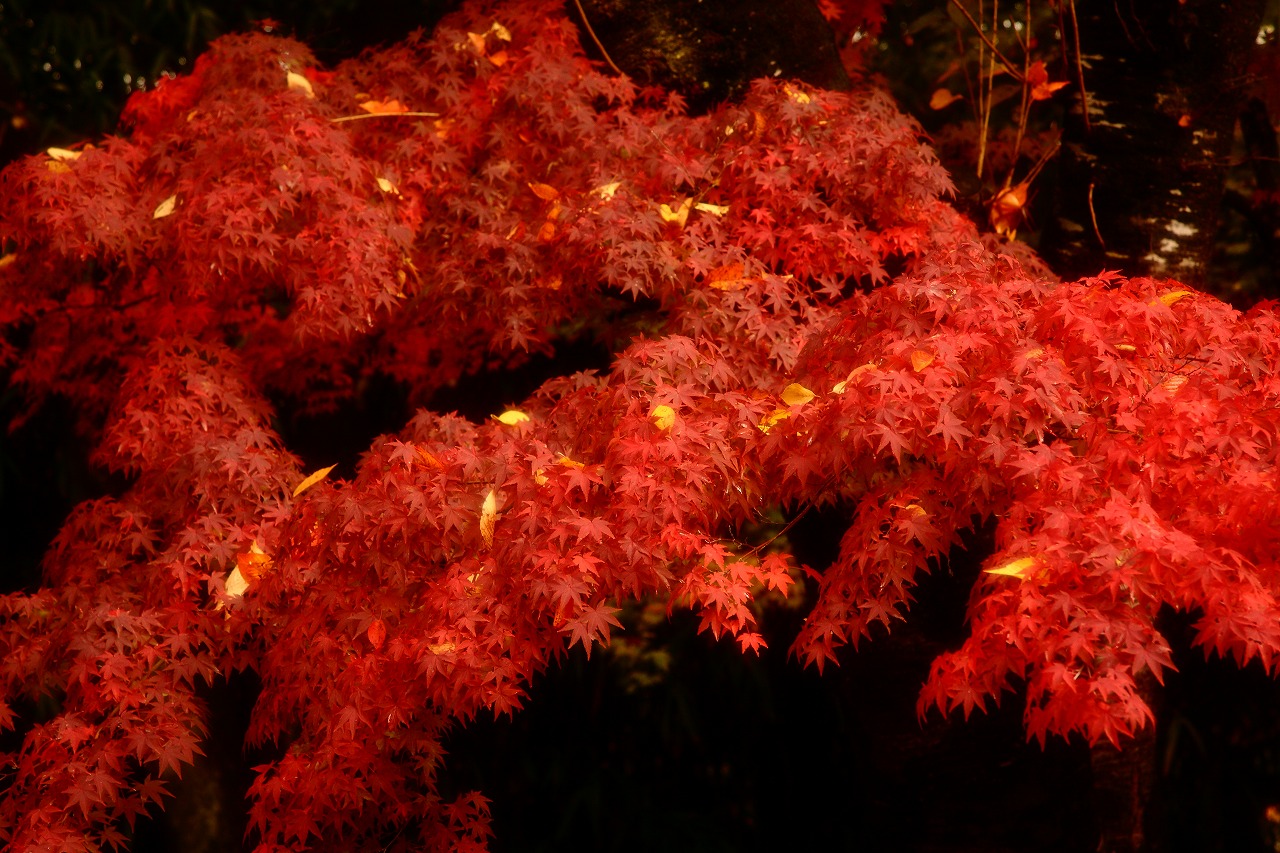 燃える秋 Mickey's world