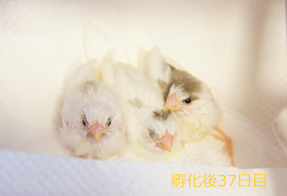 ジュウシマツのヒナその後(~孵化後41日目まで)_c0139591_18112775.jpg