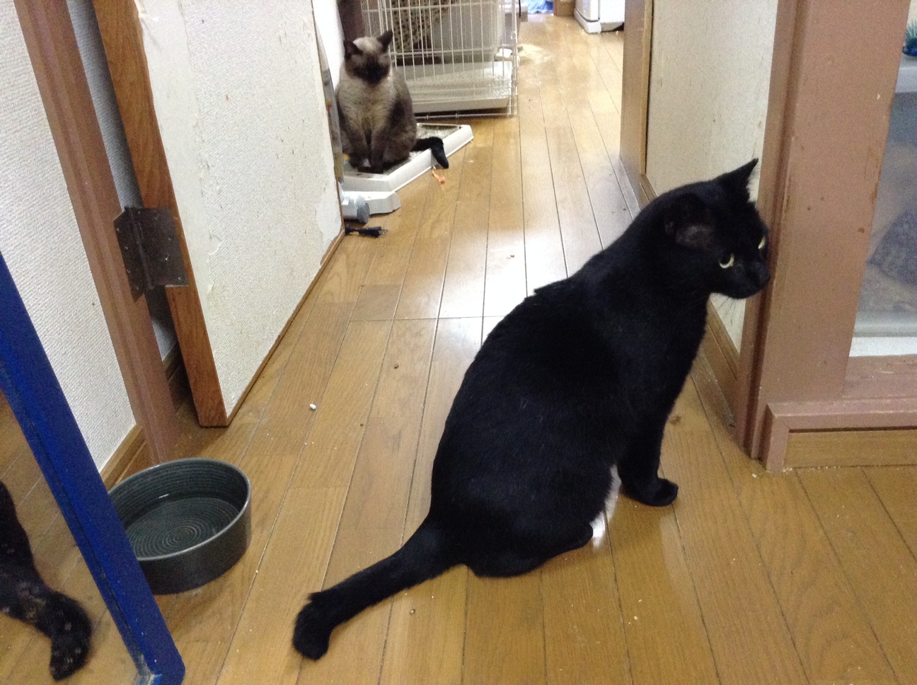 【お預かり猫】この慌ただしい猫達との1週間_a0170297_740643.jpg