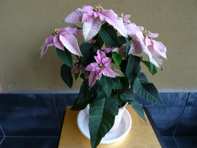 c0125501_156634.jpg