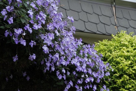 アフリカ原産の紫色の花 神戸布引ハーブ園 ハーブガイド ハーブ花ごよみ