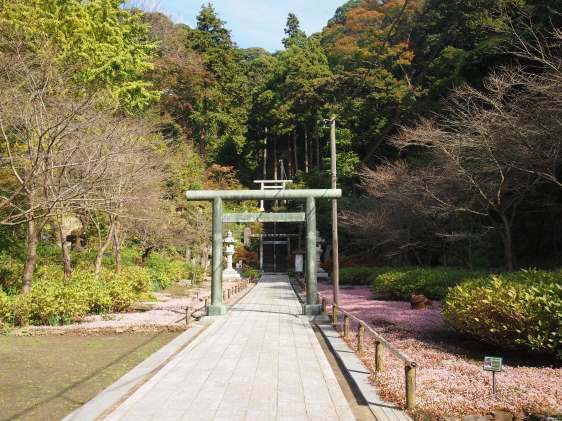 建長寺　半僧坊上り口のヒメツルソバ(2015.11.17)_e0245404_17391336.jpg